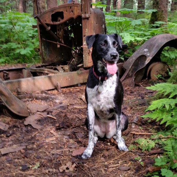 /images/uploads/juneau animal rescue/alaskapets2020/entries/15010thumb.jpg
